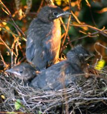 Amsel-8-Tag-Sonnenuntergang.jpg